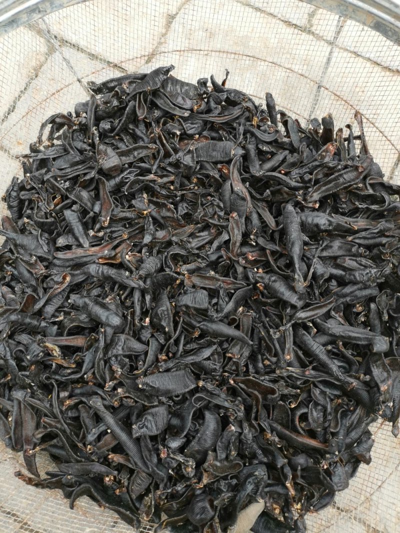 野生蚂蝗，清水吊干货