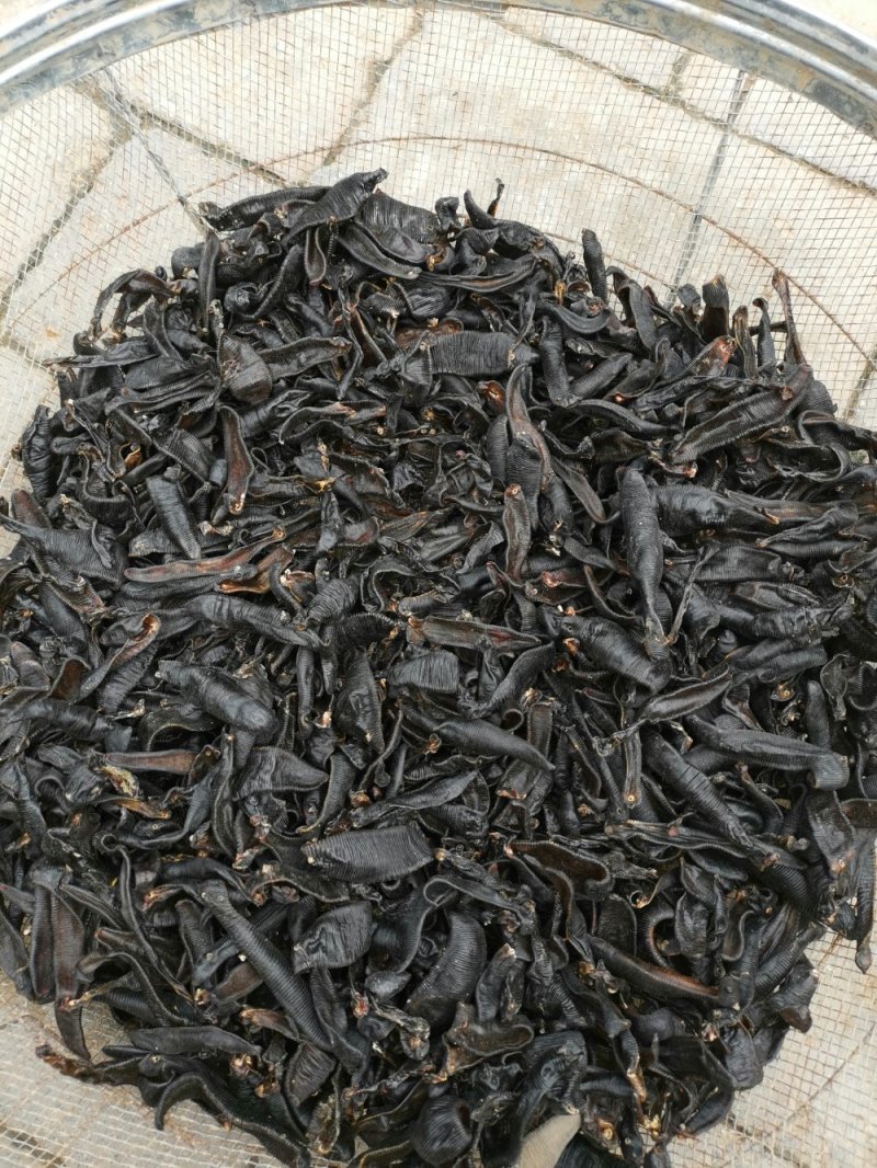 野生蚂蝗，清水吊干货