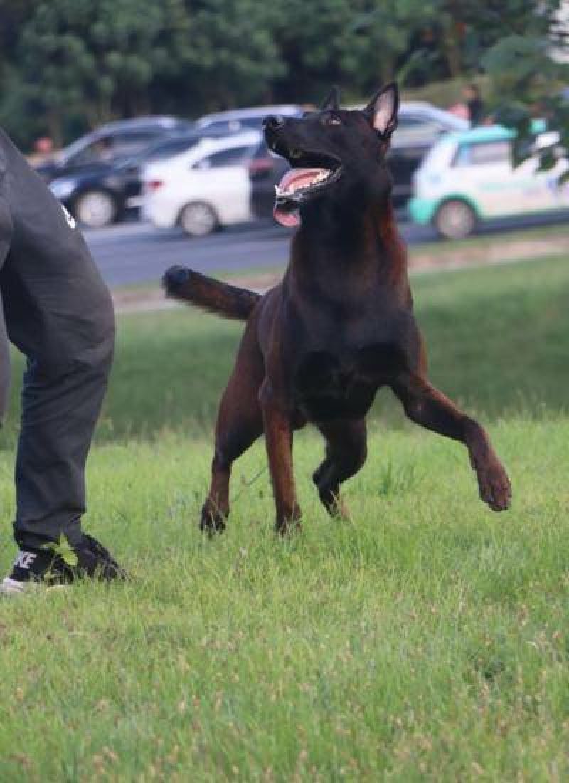 马犬警察叔叔用的警犬