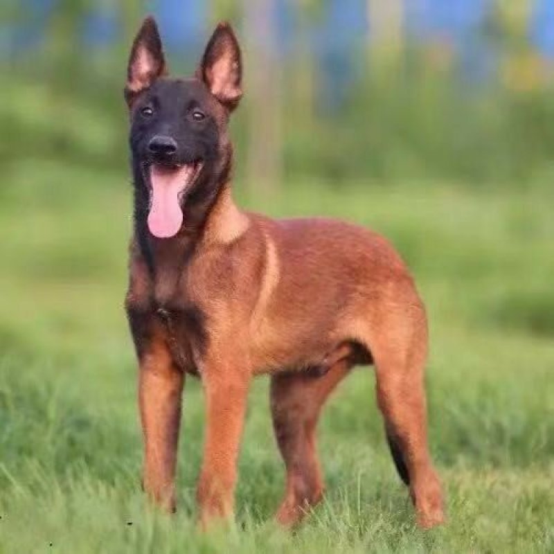 马犬警察叔叔用的警犬