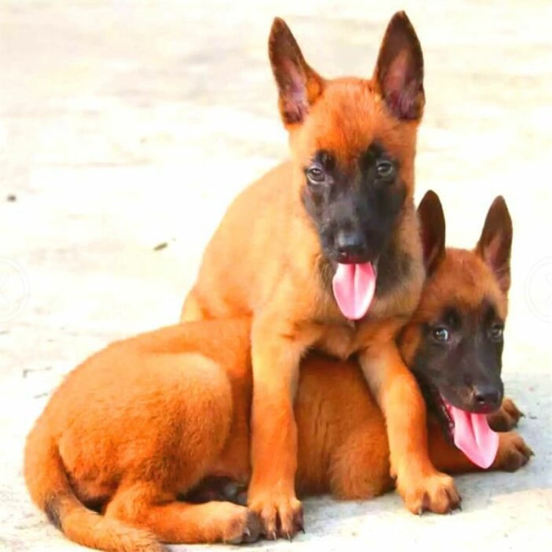 马犬警察叔叔用的警犬