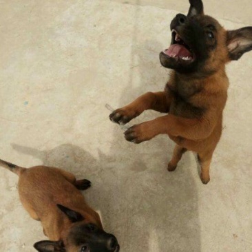 马犬警察叔叔用的警犬