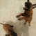 马犬警察叔叔用的警犬