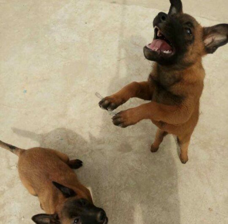 马犬警察叔叔用的警犬