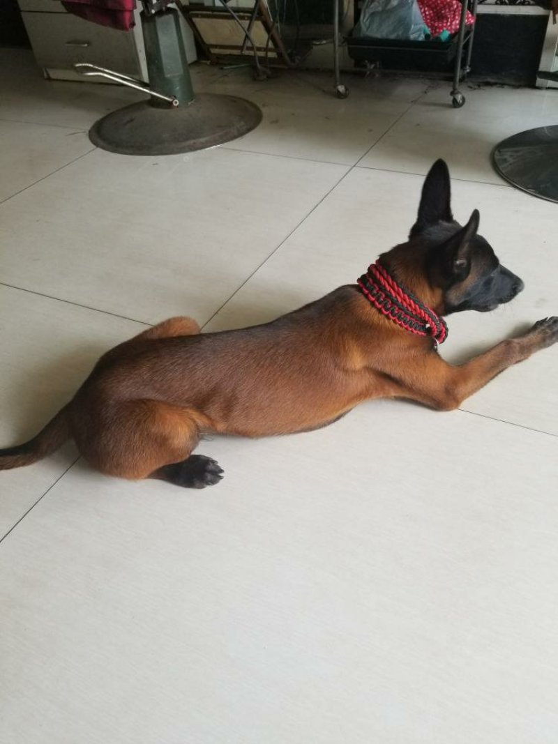 马犬警察叔叔用的警犬