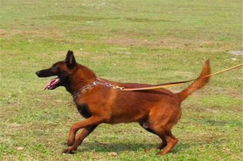 马犬警察叔叔用的警犬