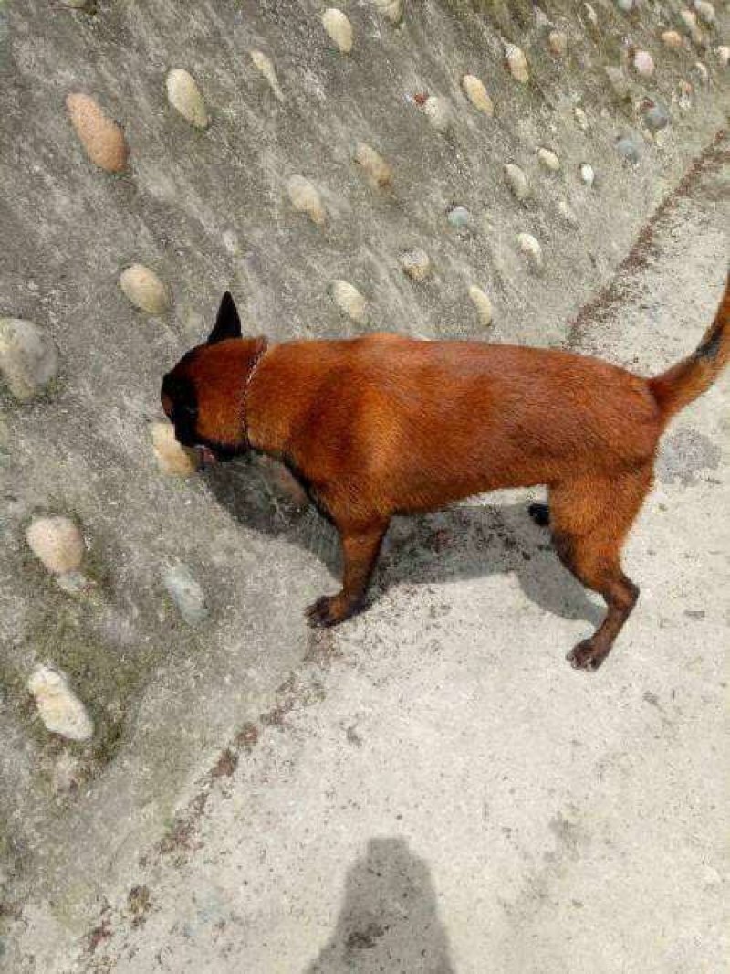 马犬警察叔叔用的警犬