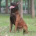 马犬警察叔叔用的警犬