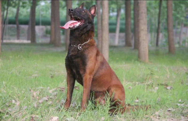 马犬警察叔叔用的警犬