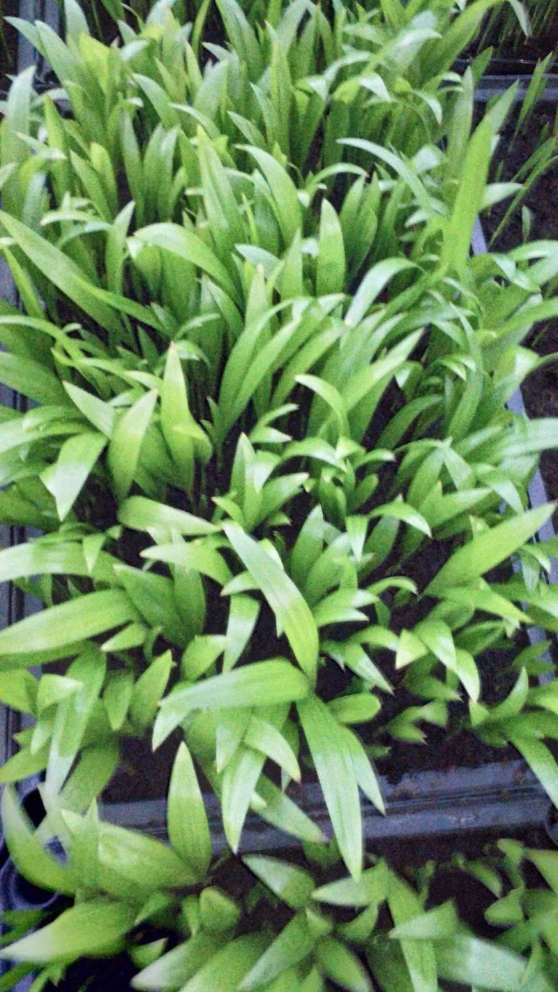 散尾葵观叶植物大盆栽小盆栽都适用一手货源直发