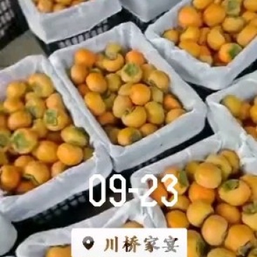 山西省运城市临猗县角杯乡阳丰脆甜柿