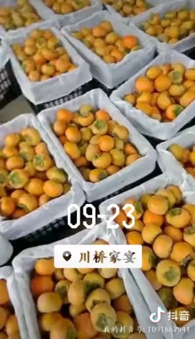 山西省运城市临猗县角杯乡阳丰脆甜柿