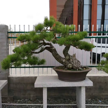 黑松盆景，黑松老桩，黑松地景，松树盆景，三河黑松