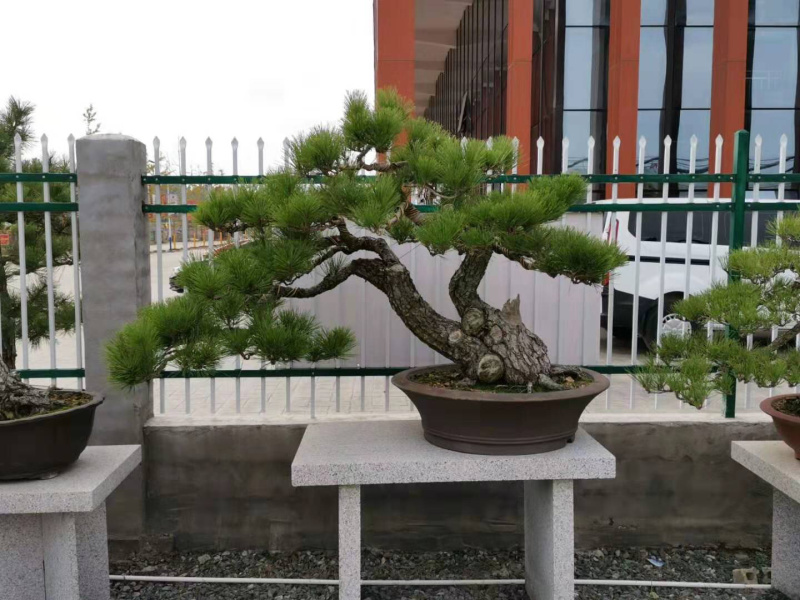 黑松盆景，黑松老桩，黑松地景，松树盆景，三河黑松