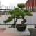 黑松盆景，黑松老桩，黑松地景，松树盆景，三河黑松