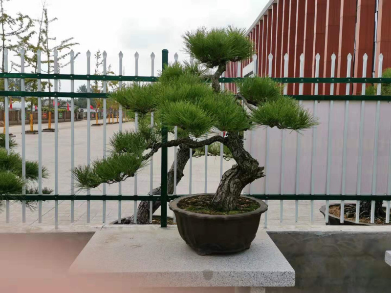 黑松盆景，黑松老桩，黑松地景，松树盆景，三河黑松