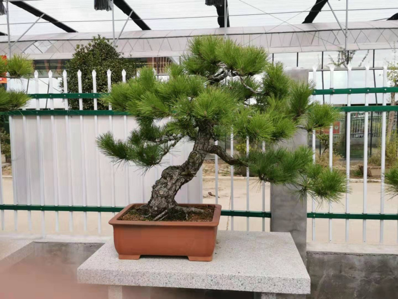 黑松盆景，黑松老桩，黑松地景，松树盆景，三河黑松