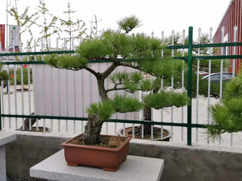 黑松盆景，黑松老桩，黑松地景，松树盆景，三河黑松
