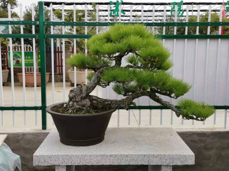 黑松盆景，黑松老桩，黑松地景，松树盆景，三河黑松
