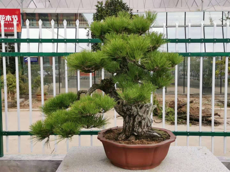 黑松盆景，黑松老桩，黑松地景，松树盆景，三河黑松