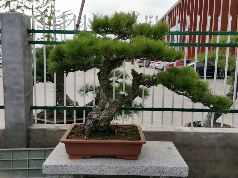 黑松盆景，黑松老桩，黑松地景，松树盆景，三河黑松