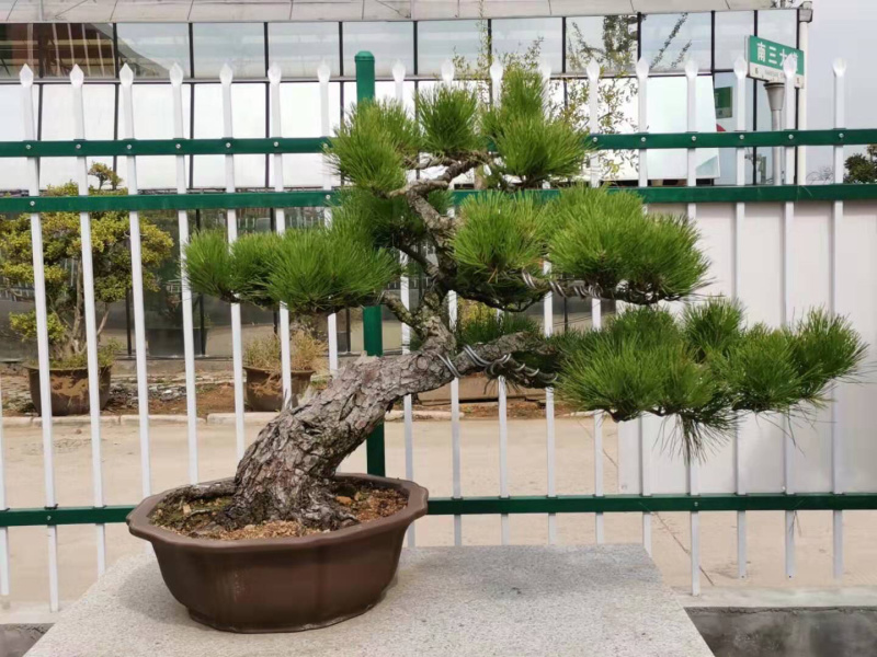 黑松盆景，黑松老桩，黑松地景，松树盆景，三河黑松