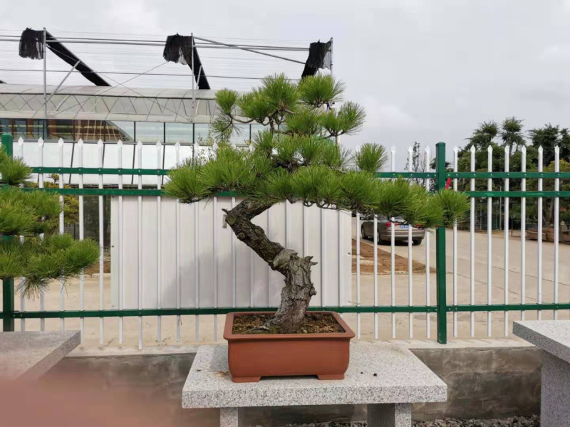 黑松盆景，黑松老桩，黑松地景，松树盆景，三河黑松