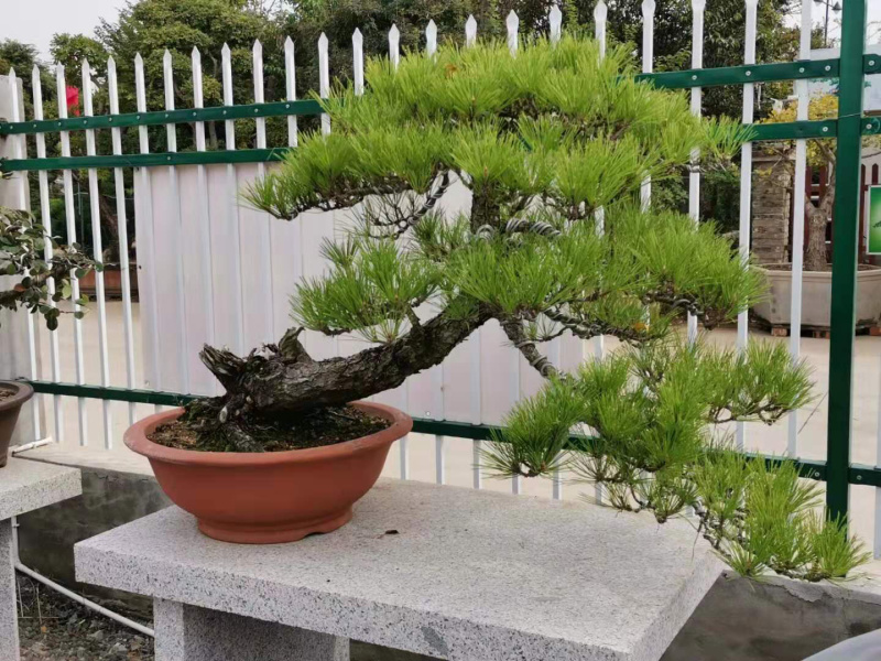 黑松盆景，黑松老桩，黑松地景，松树盆景，三河黑松
