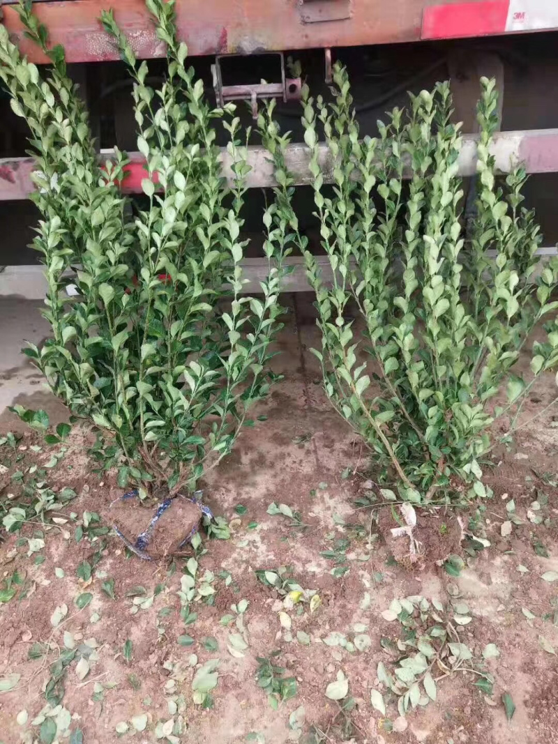 卫矛球，卫矛毛球，卫矛苗，卫矛小苗，卫矛床苗