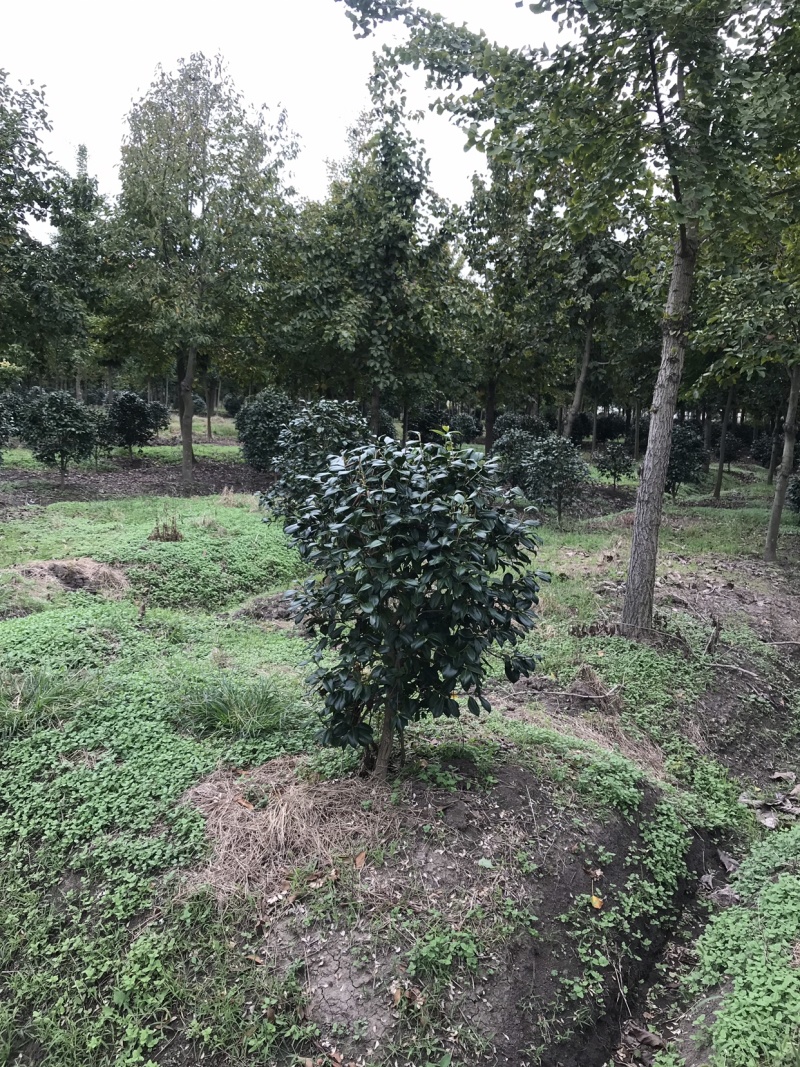 耐冬茶花，茶花球，茶花树，耐冬球，耐冬茶花树