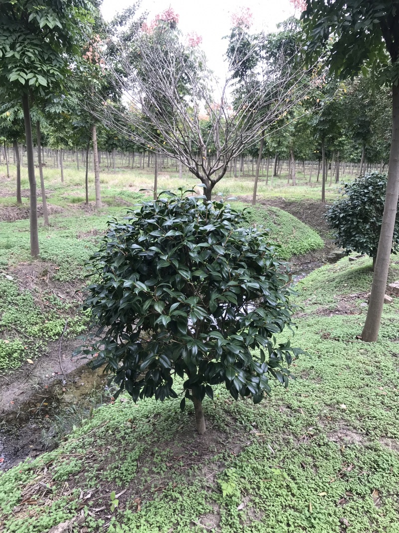 耐冬茶花，茶花球，茶花树，耐冬球，耐冬茶花树