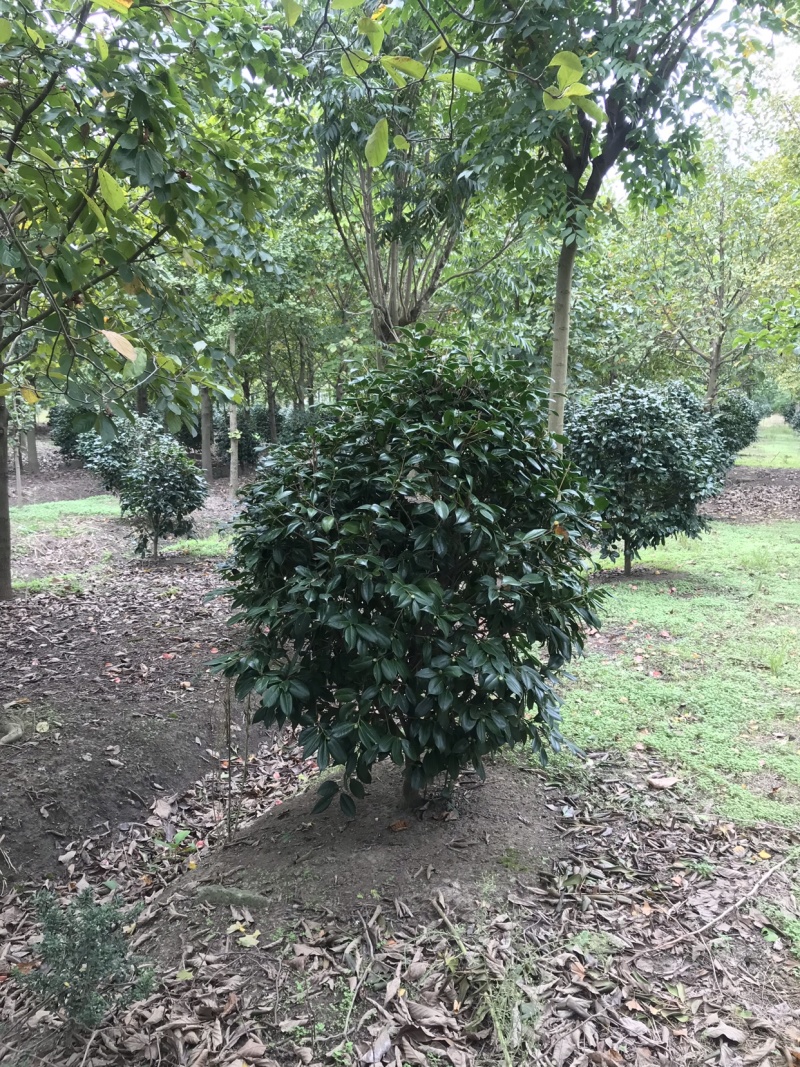 耐冬茶花，茶花球，茶花树，耐冬球，耐冬茶花树
