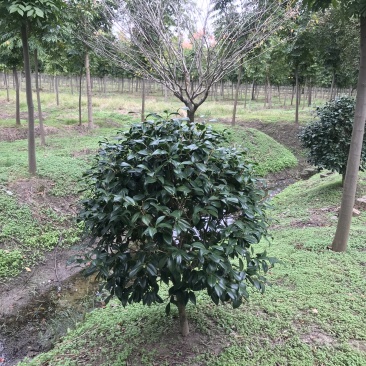 耐冬茶花，茶花球，茶花树，耐冬球，耐冬茶花树