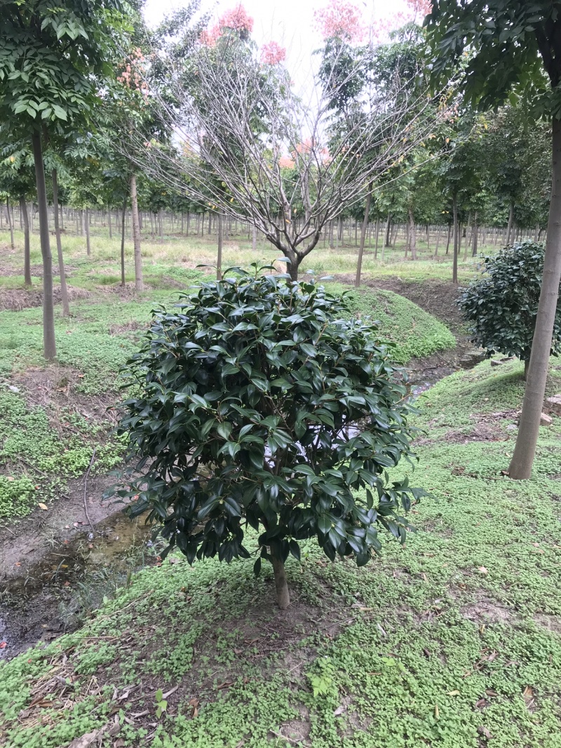 耐冬茶花，茶花球，茶花树，耐冬球，耐冬茶花树