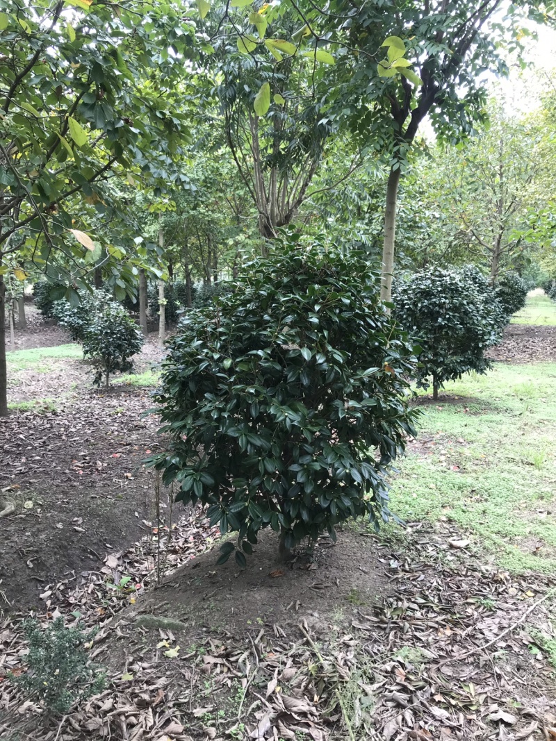 耐冬茶花，茶花球，茶花树，耐冬球，耐冬茶花树