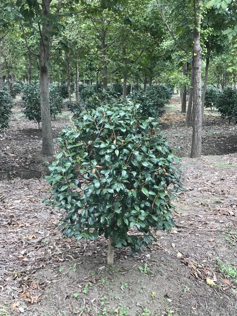 耐冬茶花，茶花球，茶花树，耐冬球，耐冬茶花树
