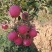 寒富苹果