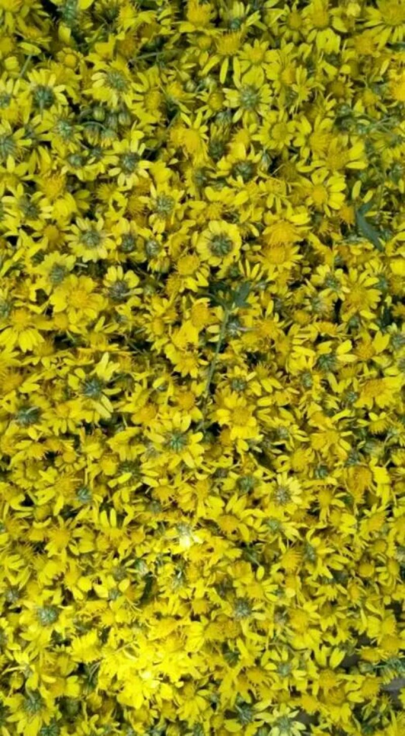野菊花