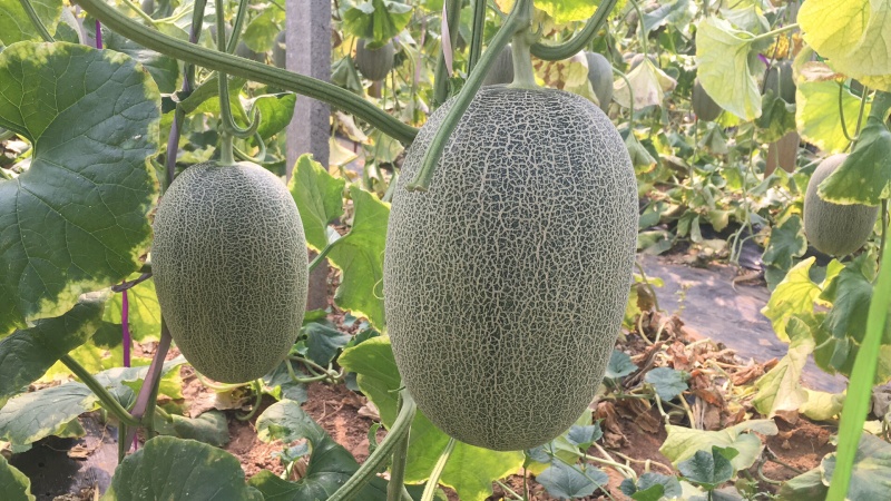 哈密瓜，耀龙，耀农，都之果等