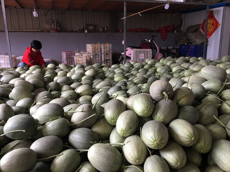 哈密瓜，耀龙，耀农，都之果等