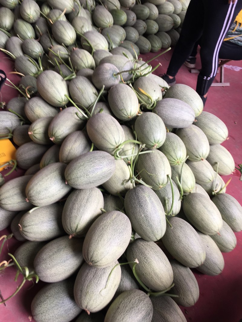 哈密瓜，耀龙，耀农，都之果等