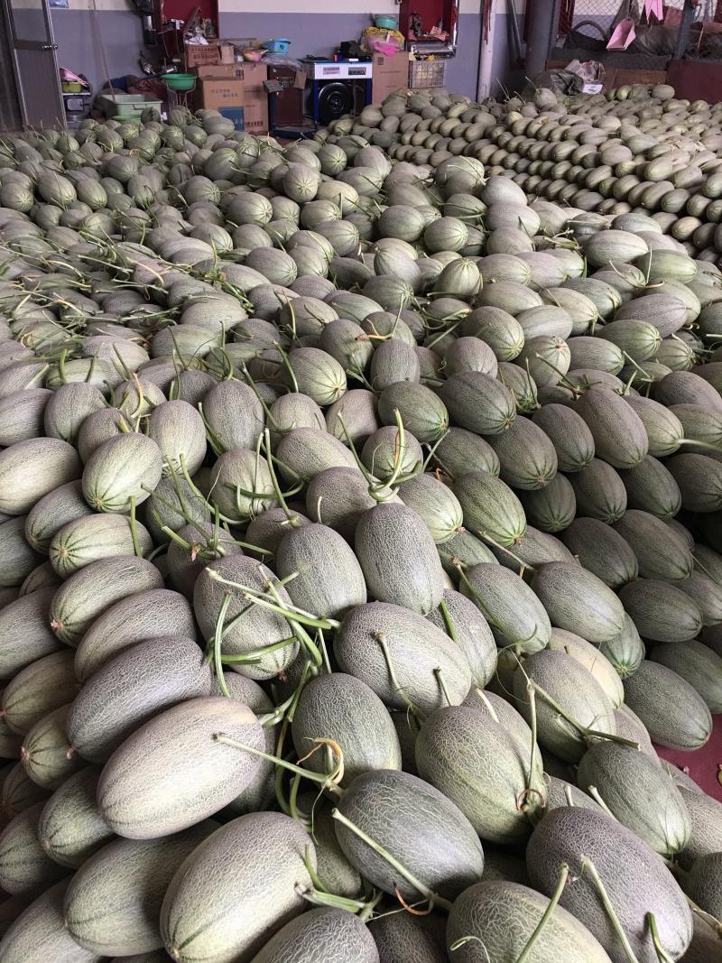 哈密瓜，耀龙，耀农，都之果等