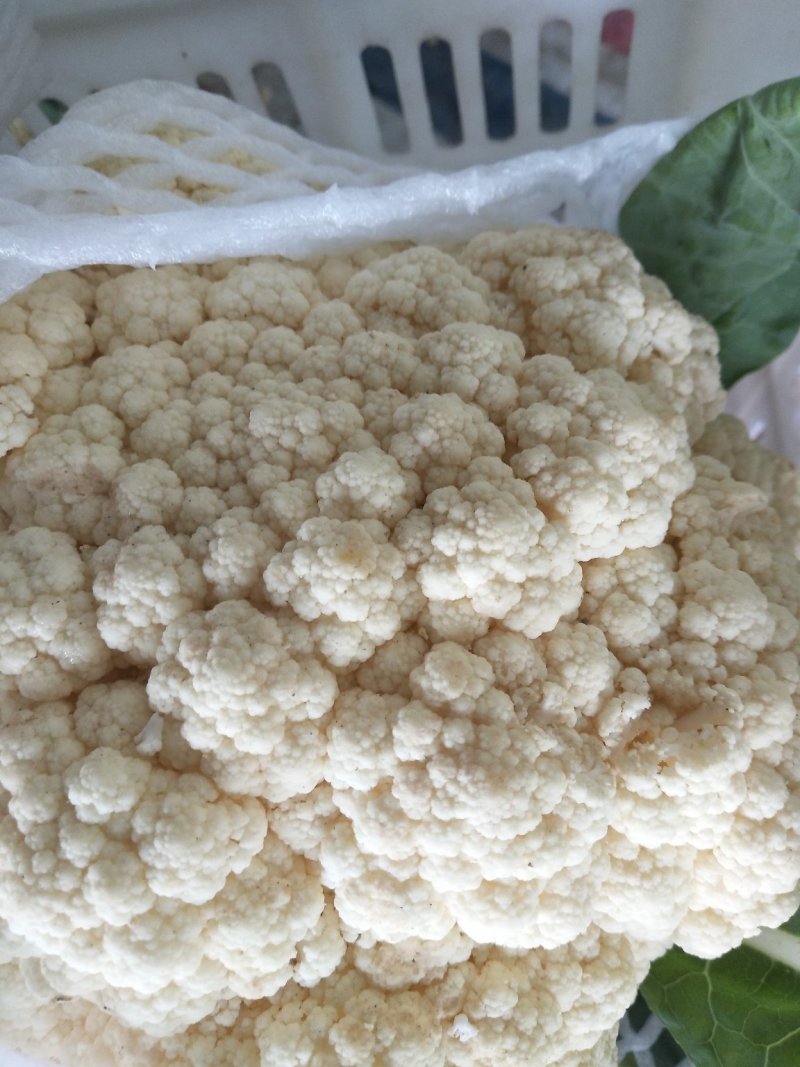 精品白花菜新鲜花菜产地直发菜花青梗松花高品质菜花椰菜