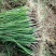 滑县振华种植合作社高产洋葱苗供应中