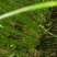 滑县振华种植合作社高产洋葱苗供应中