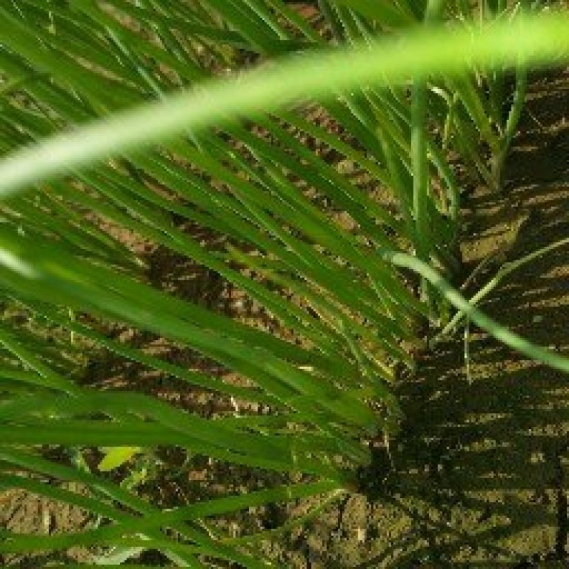 滑县振华种植合作社高产洋葱苗供应中