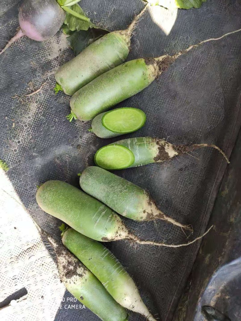 水果萝卜，绿心VF专用