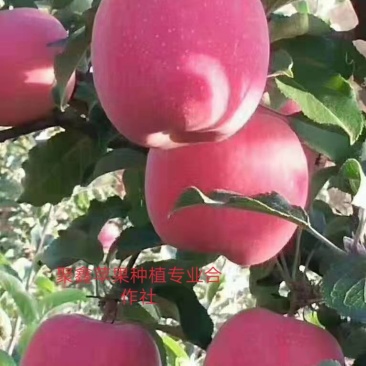 聚鑫苹果种植专业合作社，红富士，花牛苹果
