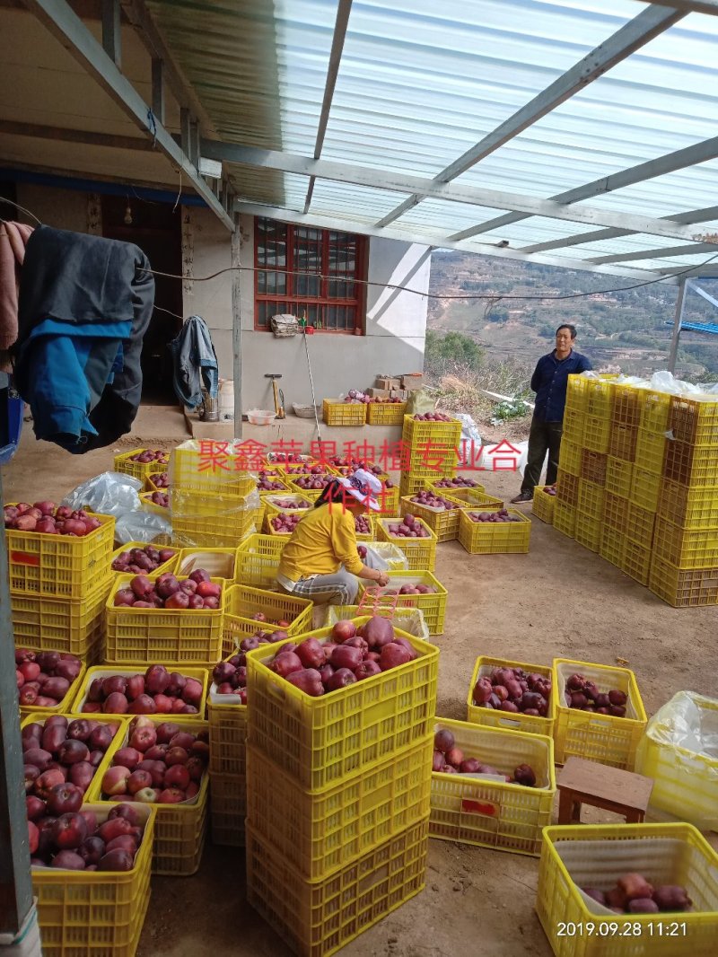 聚鑫苹果种植专业合作社，红富士，花牛苹果