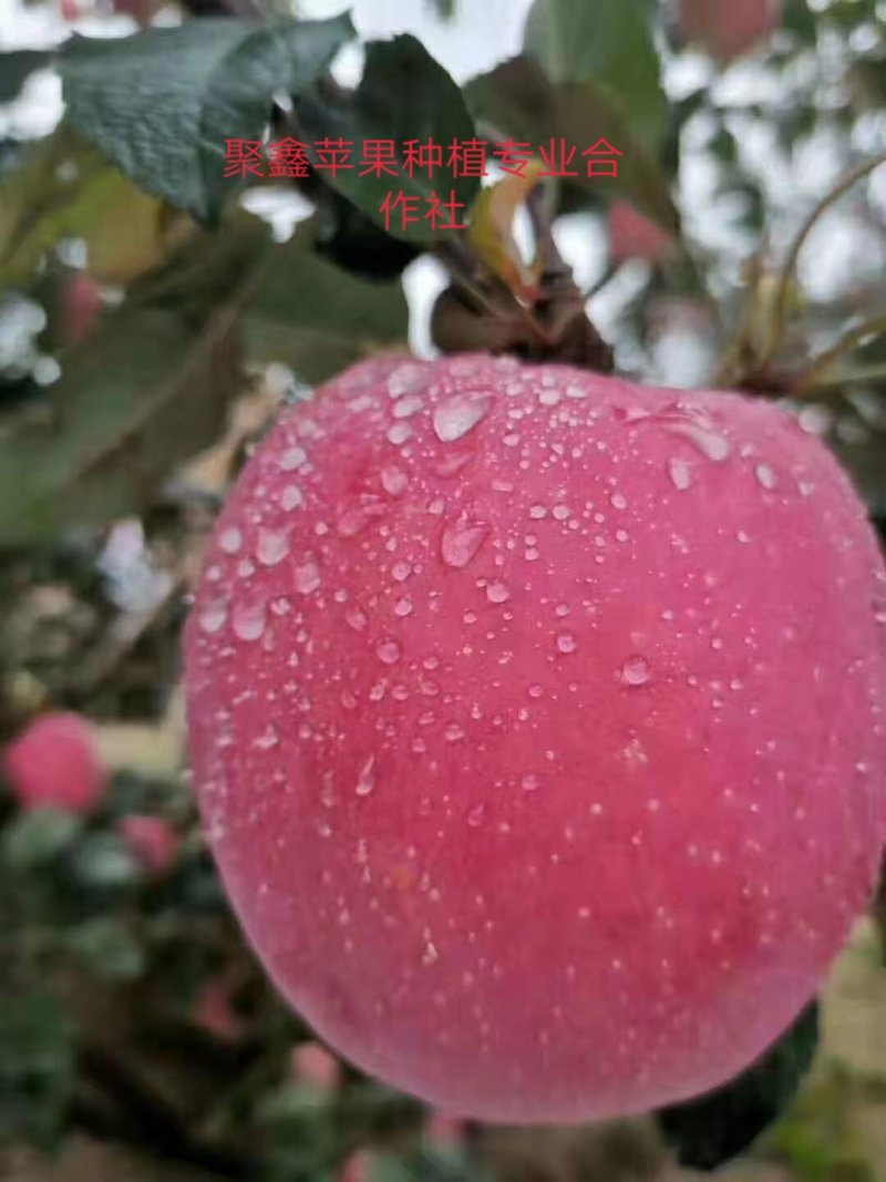 聚鑫苹果种植专业合作社，红富士，花牛苹果